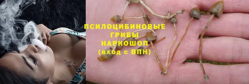 Псилоцибиновые грибы Psilocybe  МЕГА маркетплейс  Дивногорск  наркошоп 